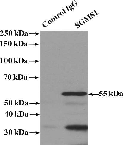 IP Result of anti-SGMS1 (IP:Catalog No:115171, 4ug; Detection:Catalog No:115171 1:300) with mouse heart tissue lysate 4000ug.