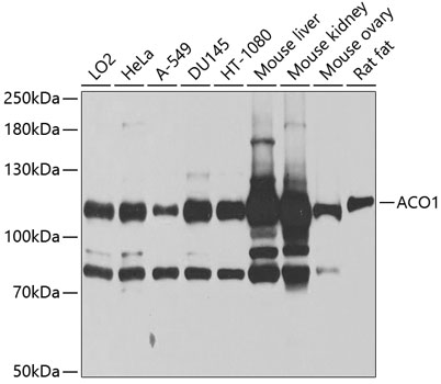 Western blot - ACO1 Polyclonal Antibody 