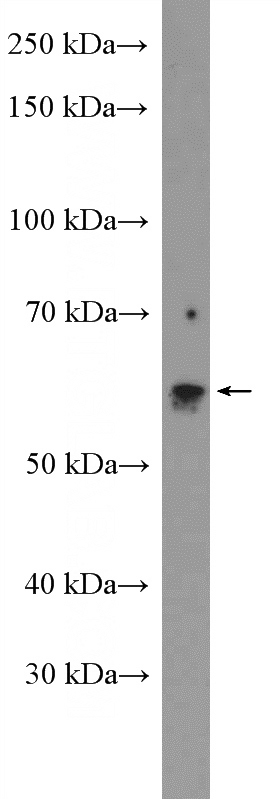 rat lung tissue were subjected to SDS PAGE followed by western blot with Catalog No:108209(ASAH1 Antibody) at dilution of 1:600