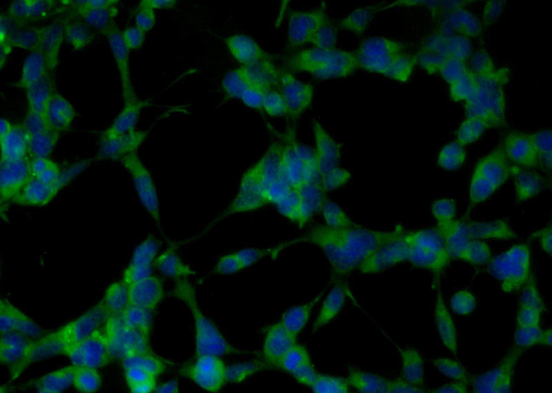 Immunofluorescent analysis of HEK-293 cells using Catalog No:110504(EXoc6B Antibody) at dilution of 1:50 and Alexa Fluor 488-congugated AffiniPure Goat Anti-Rabbit IgG(H+L)