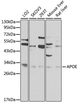Western blot - APOE Polyclonal Antibody 