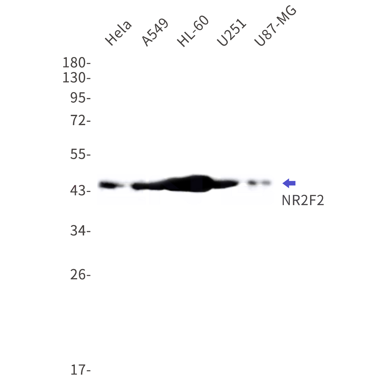 Western blot detection of NR2F2 in Hela,A549,HL-60,U251,U87-MG cell lysates using NR2F2 Rabbit mAb(1:1000 diluted).Predicted band size:46kDa.Observed band size:46kDa.