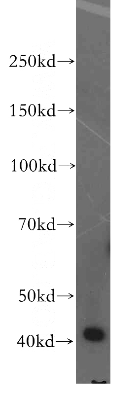 HepG2 cells were subjected to SDS PAGE followed by western blot with Catalog No:111324(H2AFY2 antibody) at dilution of 1:500