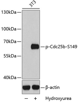 Western blot - Phospho-Cdc25b-S149 pAb 