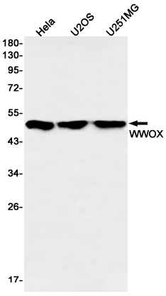 Western blot detection of WWOX in Hela,U2OS,U251MG cell lysates using WWOX Rabbit mAb(1:1000 diluted).Predicted band size:47kDa.Observed band size:47kDa.
