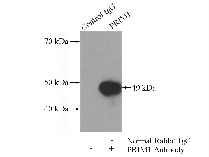 IP Result of anti-PRIM1 (IP:Catalog No:114192, 4ug; Detection:Catalog No:114192 1:300) with HeLa cells lysate 2800ug.