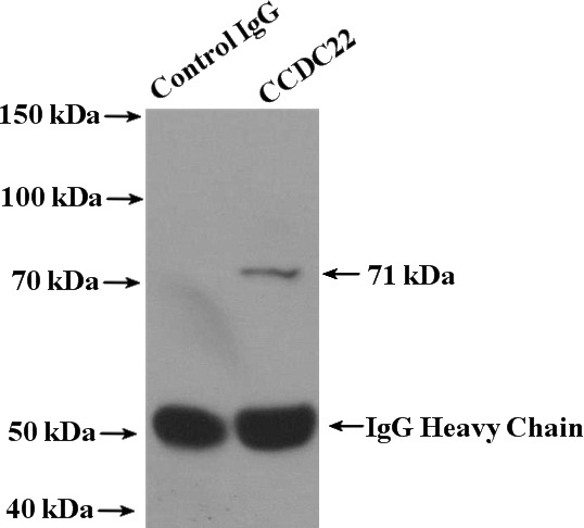 IP Result of anti-CCDC22 (IP:Catalog No:108968, 4ug; Detection:Catalog No:108968 1:600) with mouse lung tissue lysate 3600ug.