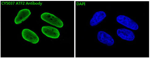 Immunofluorescent analysis of Hela cells, using ATF2 Antibody .