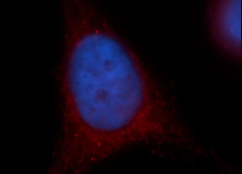 Immunofluorescent analysis of Hela cells, using CRY1 antibody Catalog No:109588 at 1:25 dilution and Rhodamine-labeled goat anti-rabbit IgG (red). Blue pseudocolor = DAPI (fluorescent DNA dye).