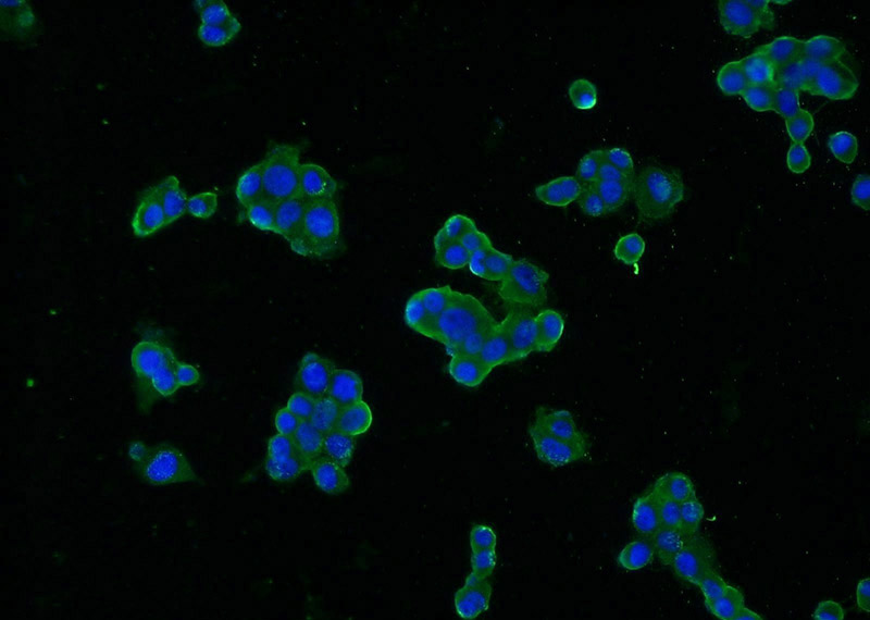 Immunofluorescent analysis of PC-12 cells using Catalog No:107597(SNAP Antibody) at dilution of 1:25 and Alexa Fluor 488-congugated AffiniPure Goat Anti-Mouse IgG(H+L)