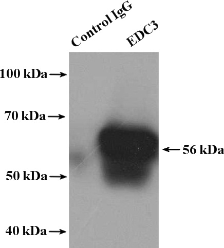 IP Result of anti-EDC3 (IP:Catalog No:110299, 4ug; Detection:Catalog No:110299 1:500) with HeLa cells lysate 3200ug.