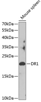Western blot - DR1 Polyclonal Antibody 