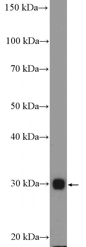 Raji cells were subjected to SDS PAGE followed by western blot with Catalog No:111419(HLA-DMB Antibody) at dilution of 1:600