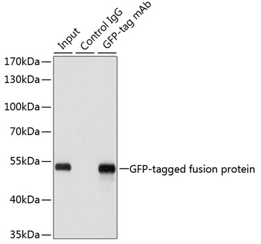 Immunoprecipitation - Mouse anti GFP-Tag mAb 
