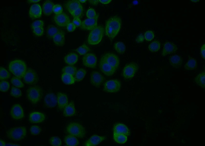 Immunofluorescent analysis of COLO 320 cells using Catalog No:114806(RPH3A Antibody) at dilution of 1:25 and Alexa Fluor 488-congugated AffiniPure Goat Anti-Rabbit IgG(H+L)