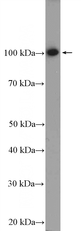 HepG2 cells were subjected to SDS PAGE followed by western blot with Catalog No:114146(PPP1R10 Antibody) at dilution of 1:300
