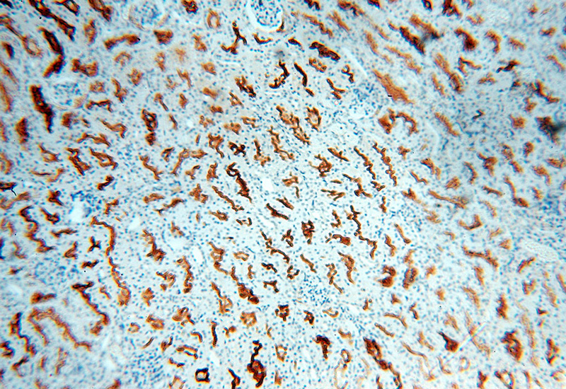 Immunohistochemical of paraffin-embedded human kidney using Catalog No:112695(MME,CD10 antibody) at dilution of 1:100 (under 10x lens)