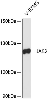Western blot - JAK3 Polyclonal Antibody 