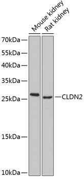 Western blot - CLDN2 Polyclonal Antibody 