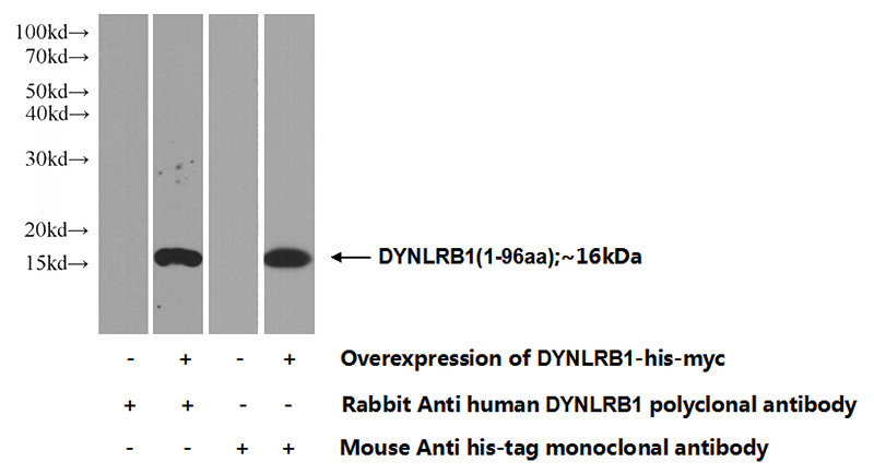 Transfected HEK-293 cells were subjected to SDS PAGE followed by western blot with Catalog No:110141(DYNLRB1 Antibody) at dilution of 1:1000