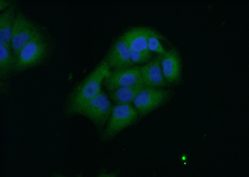 Immunofluorescent analysis of (10% Formaldehyde) fixed A549 cells using Catalog No:116303(TRIM21 Antibody) at dilution of 1:50 and Alexa Fluor 488-congugated AffiniPure Goat Anti-Rabbit IgG(H+L)