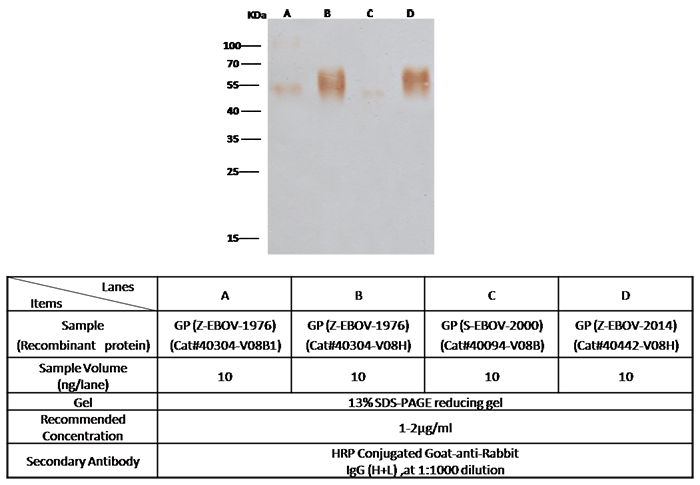 Ebola virus EBOV (subtype Zaire, strain Mayinga 1976) GP-RBD / Glycoprotein Antibody, Rabbit PAb, Antigen Affinity Purified, Western blot