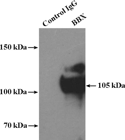 IP Result of anti-BBX (IP:Catalog No:108378, 4ug; Detection:Catalog No:108378 1:1000) with HepG2 cells lysate 2400ug.