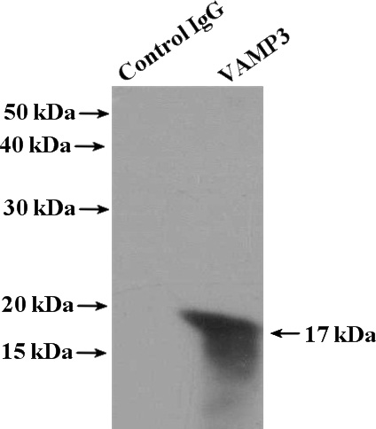 IP Result of anti-VAMP3 (IP:Catalog No:116706, 4ug; Detection:Catalog No:116706 1:1000) with HEK-293 cells lysate 3000ug.