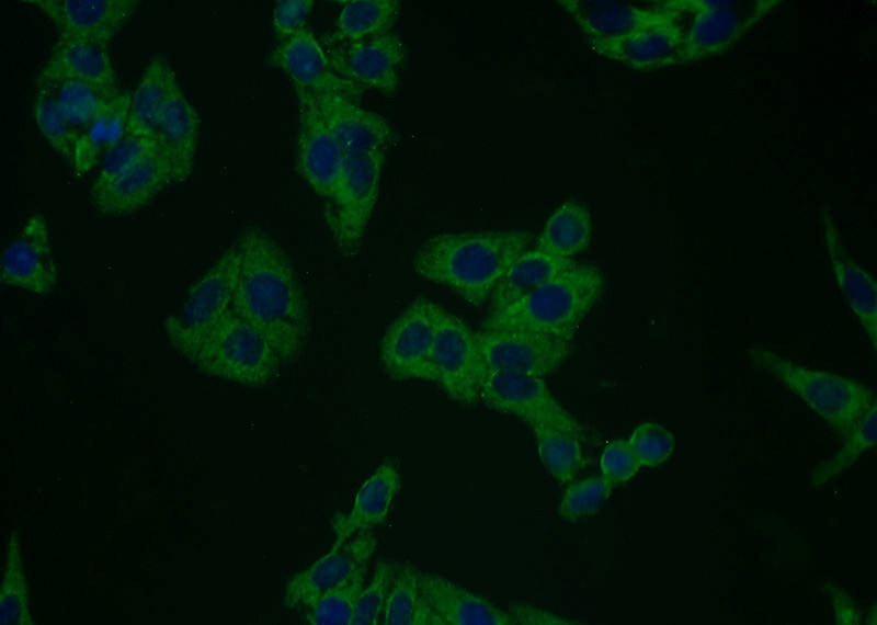 Immunofluorescent analysis of HepG2 cells using Catalog No:113966(PLXNB2 Antibody) at dilution of 1:25 and Alexa Fluor 488-congugated AffiniPure Goat Anti-Rabbit IgG(H+L)