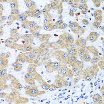 Immunohistochemistry - NMU Polyclonal Antibody 