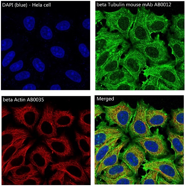 Immunofluorescent analysis of Hela cells, using beta Actin Antibody.