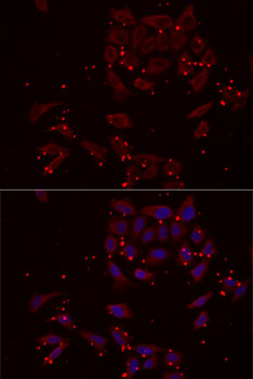 Immunofluorescence - NRBF2 Polyclonal Antibody 