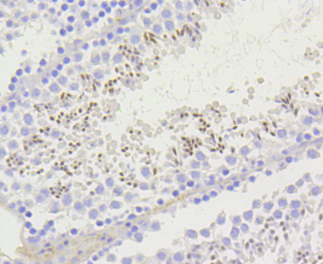 Immunohistochemistry - Acetyl-Histone H2A-K9 mAb 