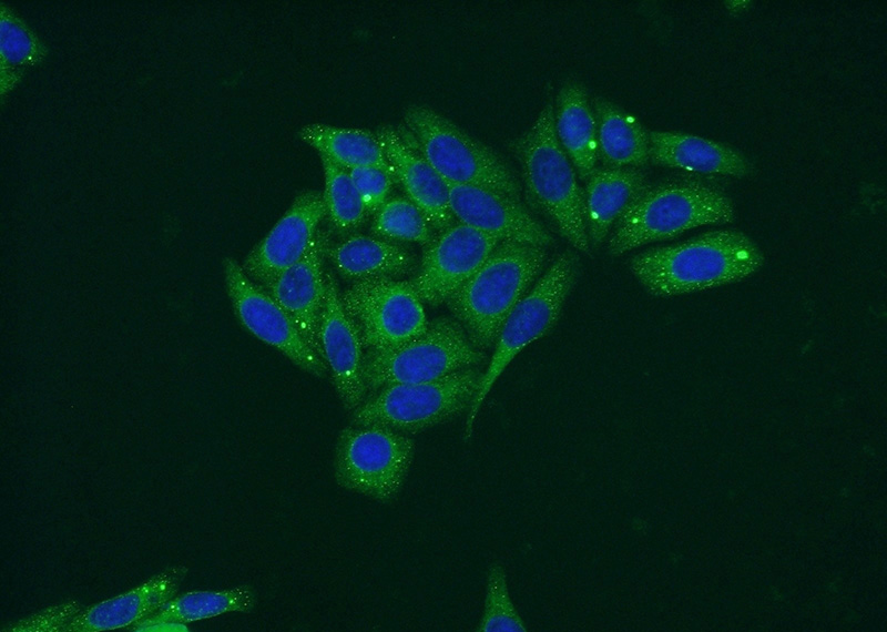 Immunofluorescent analysis of HepG2 cells using Catalog No:112242(LIPC Antibody) at dilution of 1:50 and Alexa Fluor 488-congugated AffiniPure Goat Anti-Rabbit IgG(H+L)