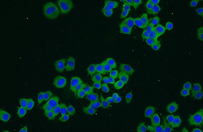 Immunofluorescent analysis of PC-12 cells using Catalog No:116405(TRPC1 Antibody) at dilution of 1:25 and Alexa Fluor 488-congugated AffiniPure Goat Anti-Rabbit IgG(H+L)