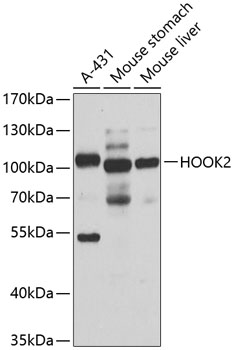 Western blot - HOOK2 Polyclonal Antibody 