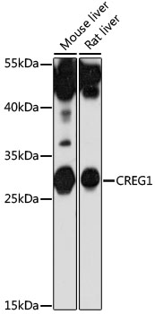 Western blot - CREG1 Polyclonal Antibody 