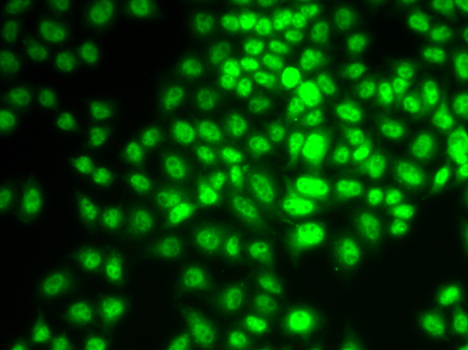 Immunofluorescence - CCNG1 Polyclonal Antibody 