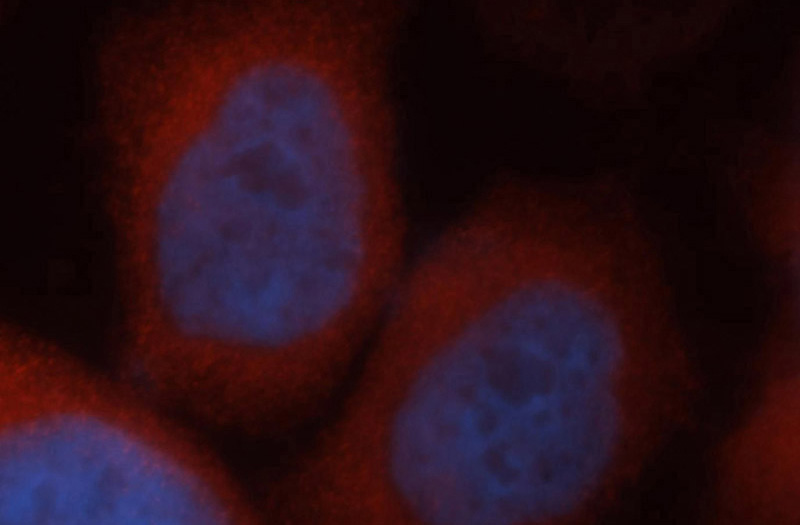 Immunofluorescent analysis of MCF-7 cells, using PSMC2 antibody Catalog No:114389 at 1:50 dilution and Rhodamine-labeled goat anti-rabbit IgG (red). Blue pseudocolor = DAPI (fluorescent DNA dye).