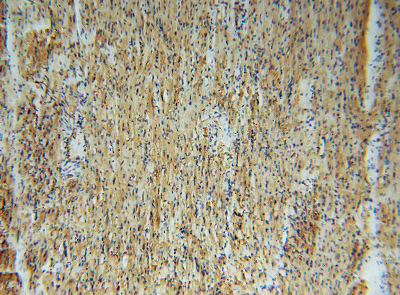 Immunohistochemical of paraffin-embedded human heart using Catalog No:111188(GSTM5 antibody) at dilution of 1:50 (under 10x lens)