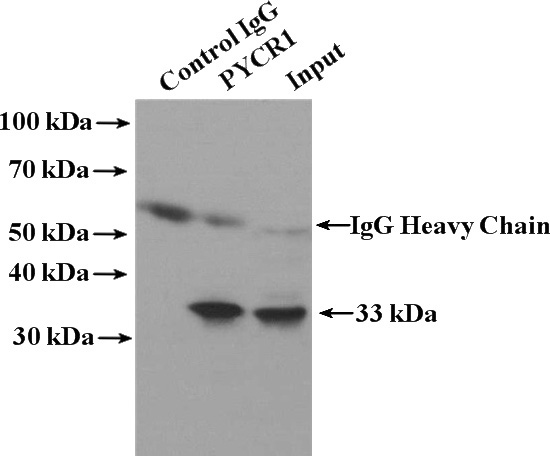 IP Result of anti-PYCR1 (IP:Catalog No:114354, 4ug; Detection:Catalog No:114354 1:1000) with HeLa cells lysate 3200ug.