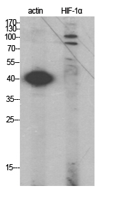 Western Blot analysis of various cells using HIF-1u03b1 Polyclonal Antibody