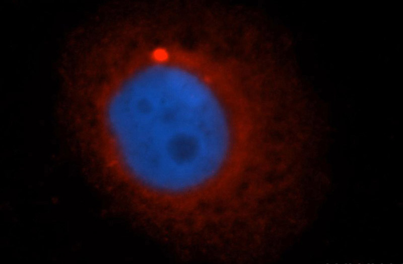 Immunofluorescent analysis of HepG2 cells, using TLN1 antibody Catalog No:115845 at 1:50 dilution and Rhodamine-labeled goat anti-rabbit IgG (red). Blue pseudocolor = DAPI (fluorescent DNA dye).