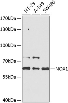 Western blot - NOX1 Polyclonal Antibody 