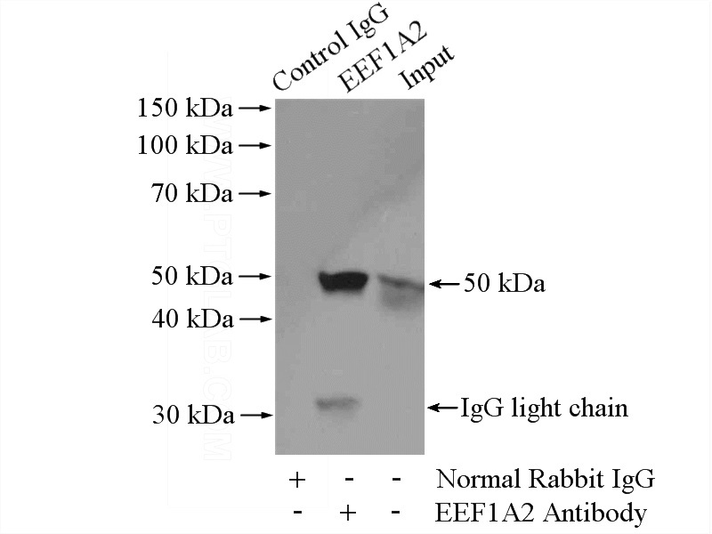 IP Result of anti-EEF1A2 (IP:Catalog No:110311, 4ug; Detection:Catalog No:110311 1:1000) with mouse brain tissue lysate 4000ug.