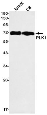 Western blot detection of PLK1 in Jurkat,C6 cell lysates using PLK1 Rabbit mAb(1:1000 diluted).Predicted band size:68kDa.Observed band size:68kDa.
