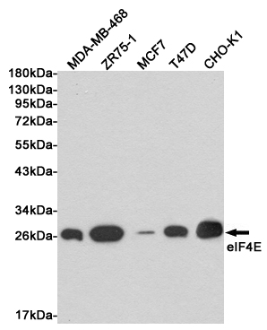 Western blot detection of eIF4E in MDA-MB-468, ZR75-1, MCF7, T47D and CHO-K1 cell lysates using eIF4E mouse mAb (1:1000 diluted). Predicted band size: 25KDa. Observed band size:25KDa.
