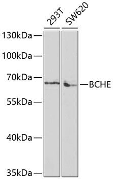 Western blot - BCHE Polyclonal Antibody 