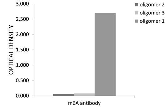 - m6A Polyclonal Antibody 