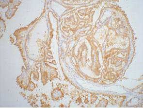 IHC staining of Human thyroid tissue paraffin-embedded, diluted at 1:200.